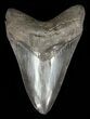 Megalodon Tooth - Serrated Blade #60488-1